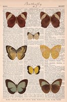 American Butterflies II Fine Art Print