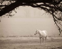 Hazy Horse II Fine Art Print
