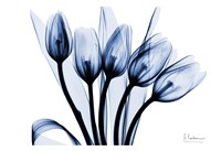 Marvelous Indigo Tulips 2 Fine Art Print