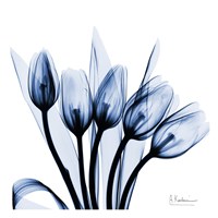 Marvelous Indigo Tulips Fine Art Print