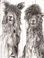 Alpaca a Comb Fine Art Print