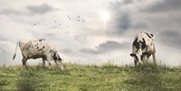 Grazing Dairy Cattle Fine Art Print