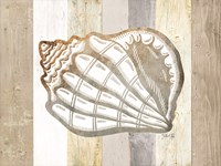 Coastal Shell I Framed Print