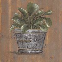 Pretty Plant in Pail Fine Art Print