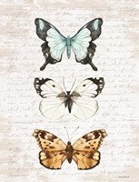 Butterfly Trio Fine Art Print