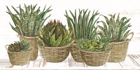 Succulent Baskets Fine Art Print