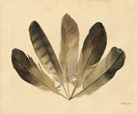 Five Feathers Fine Art Print