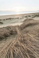 Beach Grasses Fine Art Print