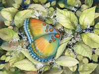 Royal Butterfly Fine Art Print
