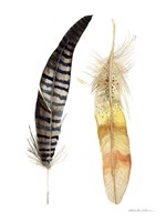 Natural Feathers III Fine Art Print