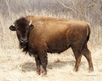 American Bison I Fine Art Print
