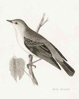 Engraved Birds III BW Fine Art Print