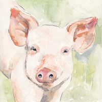 Sunny the Pig I Framed Print