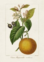 Antique Citrus Fruit II Fine Art Print