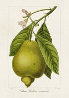 Antique Citrus Fruit III Fine Art Print
