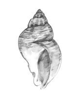 Quiet Conch I Fine Art Print