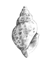 Quiet Conch II Fine Art Print