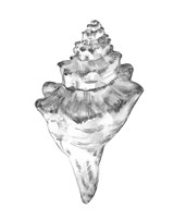 Quiet Conch III Fine Art Print
