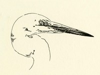 Heron Head I Fine Art Print