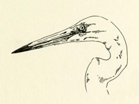 Heron Head II Fine Art Print