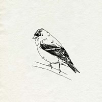 Bird Feeder Friends I Fine Art Print