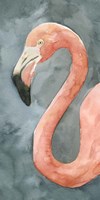 Flamingo Study II Fine Art Print