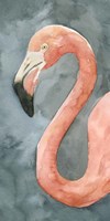Flamingo Study II Framed Print