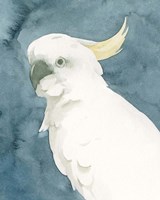 Cockatoo Portrait II Fine Art Print