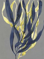 Kelp Embrace I Framed Print