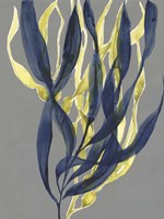 Kelp Embrace I Fine Art Print