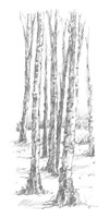 Birch Tree Sketch II Fine Art Print