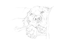 Lazy Dog I Framed Print