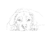 Lazy Dog III Framed Print