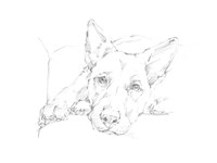 Lazy Dog IV Fine Art Print