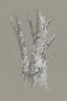 Chalk Birch Study I Fine Art Print