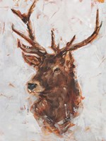 Stag Study I Fine Art Print