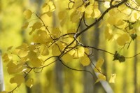 Aspen Backlight Fine Art Print