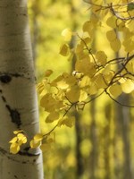 Aspen Highlights Fine Art Print