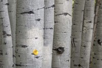 Stuck On You Too Fine Art Print