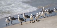 What's Up Gulls Fine Art Print