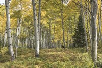 Aspen Grove I Fine Art Print