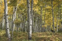 Aspen Grove II Fine Art Print