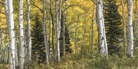 Aspen Panorama Fine Art Print