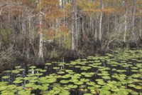Bayou Autumn Fine Art Print
