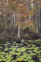 Black Water I Fine Art Print