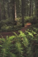 Fern Lined Path Fine Art Print