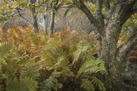 Autumn Ferns Fine Art Print