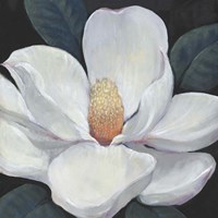 Blooming Magnolia I Fine Art Print