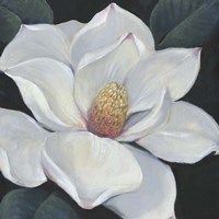 Blooming Magnolia II Fine Art Print