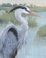 Blue Heron Portrait II Fine Art Print